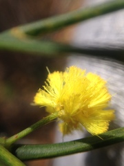 Acacia extensa