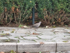 Streptopelia decaocto