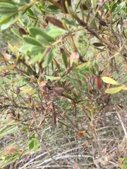 Harpobittacus similis