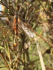 Harpobittacus similis
