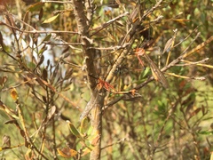 Harpobittacus similis