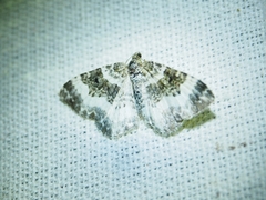 Epirrhoe rivata