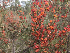 Daviesia physodes
