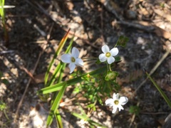 Mitrasacme polymorpha