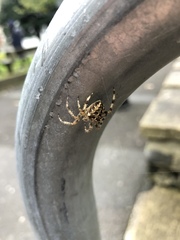 Araneus diadematus