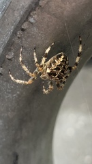Araneus diadematus