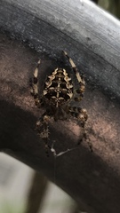 Araneus diadematus