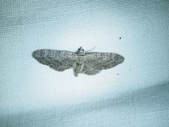 Eupithecia innotata