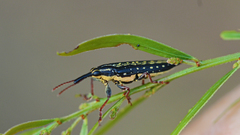 Rhinotia lineata