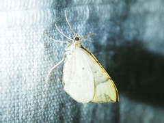 Eulithis populata