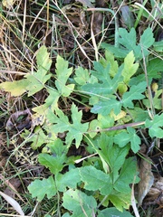 Heracleum sphondylium sibiricum