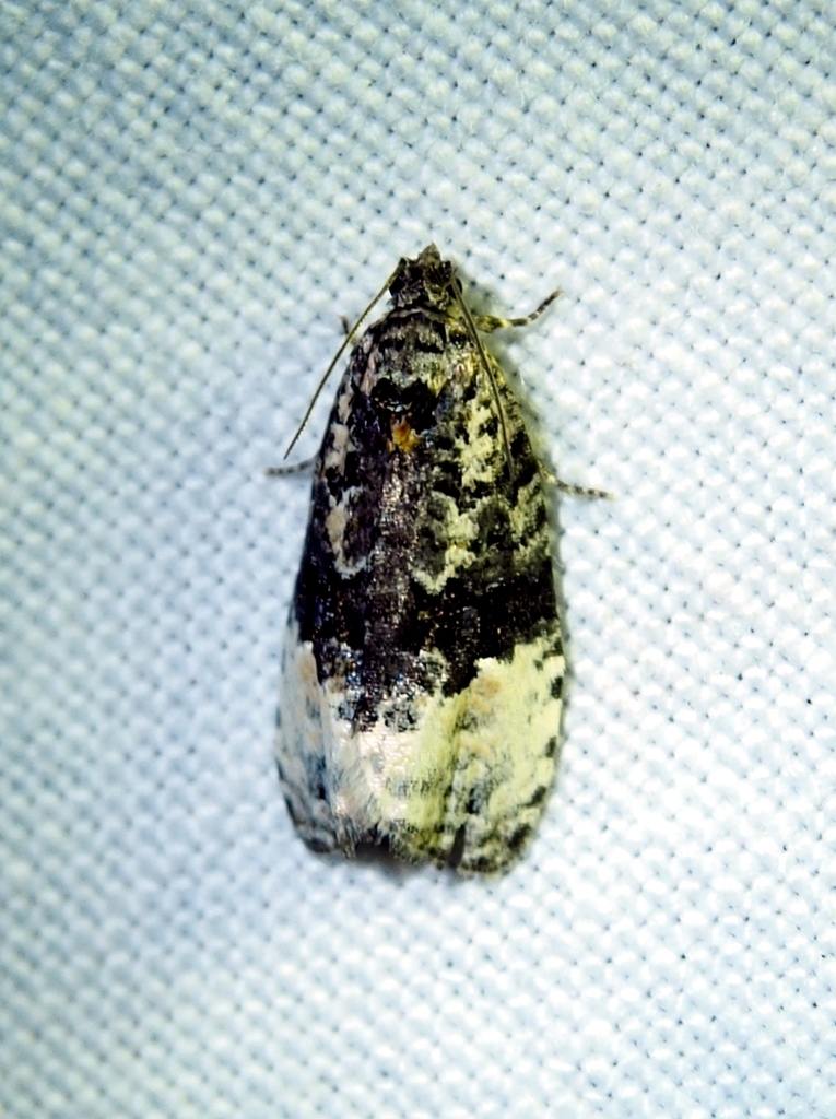 Green Budworm Moth