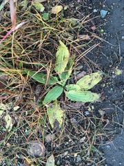 Plantago depressa