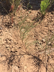 Astragalus convallarius