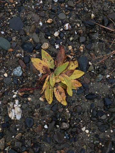 Plantago depressa iNat (1)