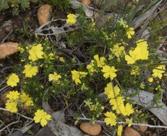 Hibbertia fasciculata