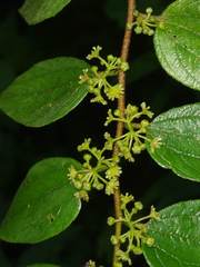 Ziziphus oenopolia