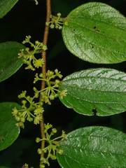 Ziziphus oenopolia