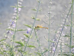 Sympetrum fonscolombii