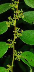 Ziziphus oenopolia