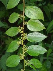 Ziziphus oenopolia