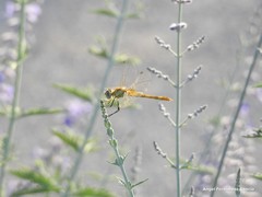 Sympetrum fonscolombii