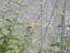 Sympetrum fonscolombii