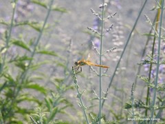 Sympetrum fonscolombii