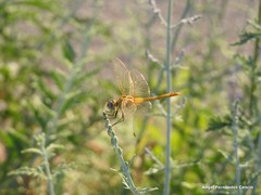 Sympetrum fonscolombii