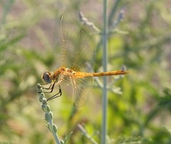 Sympetrum fonscolombii