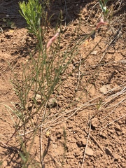 Astragalus convallarius
