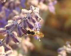 Halictus