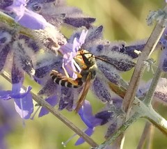 Halictus