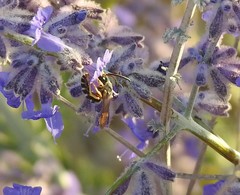Halictus