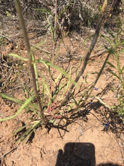 Penstemon comarrhenus