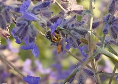 Halictus