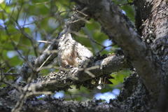 Dendrocopos leucotos