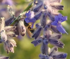 Halictus
