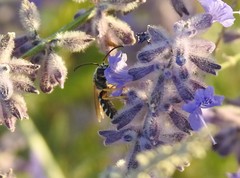 Halictus