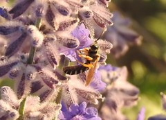 Halictus