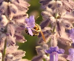 Halictus
