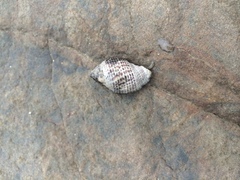 Acanthinucella punctulata