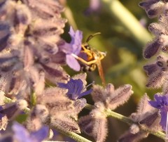 Halictus