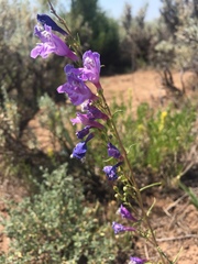 Penstemon comarrhenus