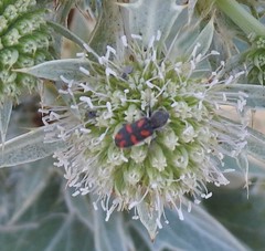 Trichodes flavocinctus