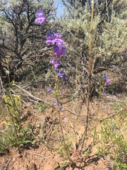 Penstemon comarrhenus