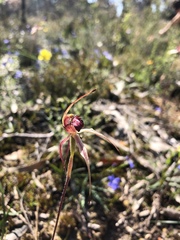 Caladenia reticulata