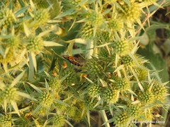 Pyronia cecilia