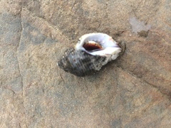 Acanthinucella punctulata