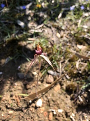 Caladenia reticulata